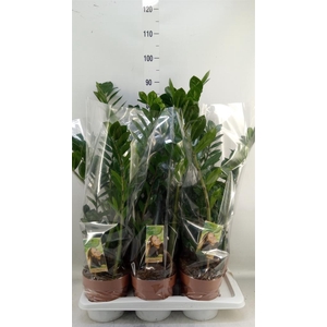 Zamioculcas zamiifolia