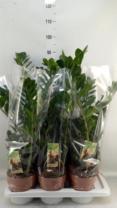 <h4>Zamioculcas zamiifolia</h4>