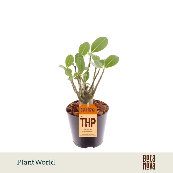 <h4>Adenium Obesum</h4>