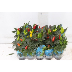 PIMENTA P06