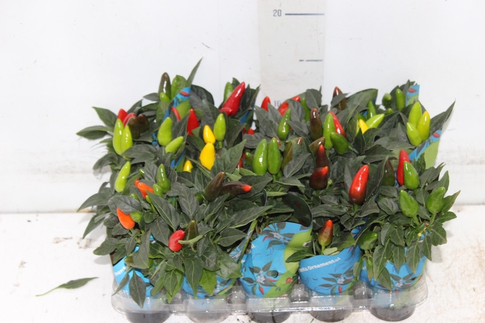 <h4>PIMENTA P06</h4>