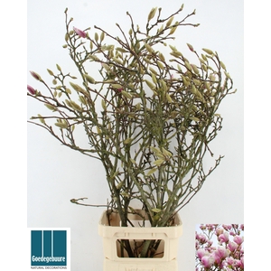 MAGNOLIA GRANDIFLORA