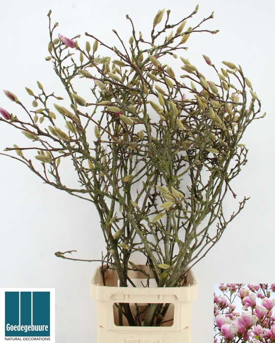 <h4>MAGNOLIA GRANDIFLORA</h4>