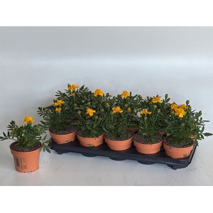 Tagetes