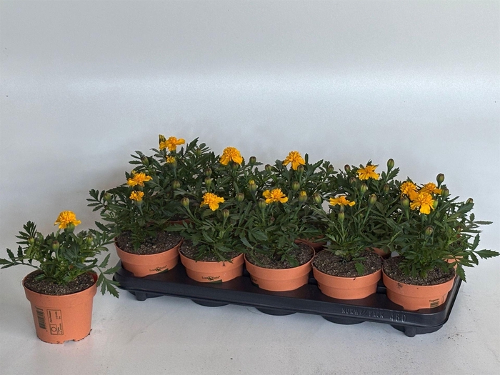 <h4>Tagetes</h4>