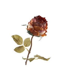 Rosa Dried Brown FL440072BRN