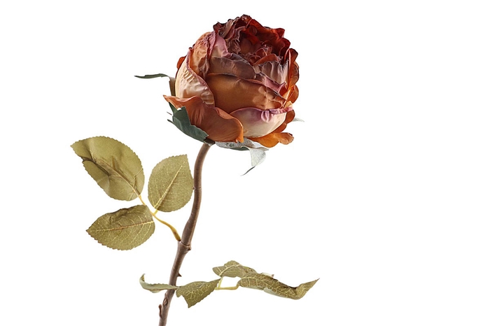 <h4>Rosa Dried Brown FL440072BRN</h4>