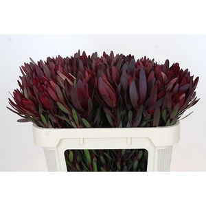 LEUCADENDRON  'SAFARI SUNSET'