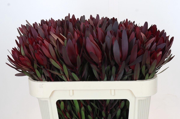 <h4>LEUCADENDRON  'SAFARI SUNSET'</h4>