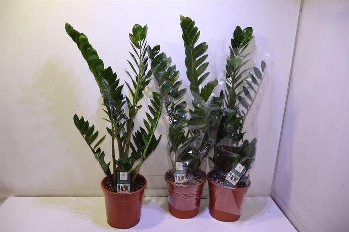 <h4>Zamio Zamiifolia</h4>