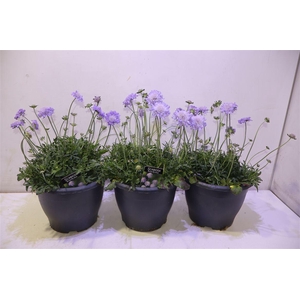 Scab Co Butterfly Bl