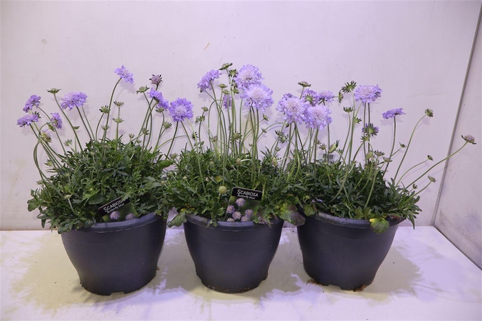 <h4>Scab Co Butterfly Bl</h4>