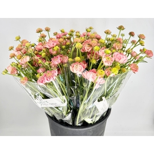 Ranunculus Natura Moderna Riviera