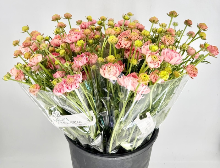 <h4>Ranunculus Natura Moderna Riviera</h4>