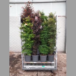 ACER PALMATUM