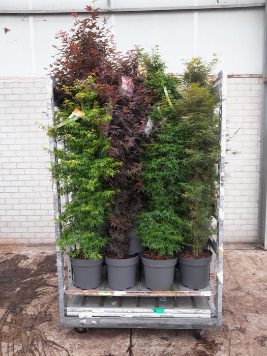 <h4>ACER PALMATUM</h4>