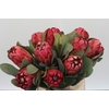 Protea Grandiceps