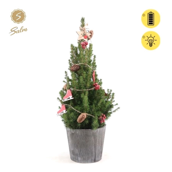 <h4>Picea gl. 'December'® P19 in Wood + Winterlight-Skate + Star on Loop</h4>