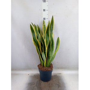Sansevieria trifa. 'Laurentii'