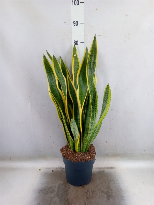 <h4>Sansevieria trifa. 'Laurentii'</h4>