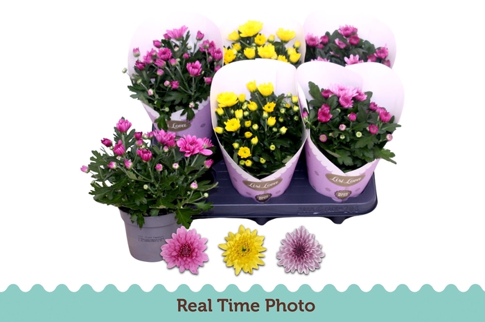 <h4>CHRYS GEVULDBL GEM</h4>