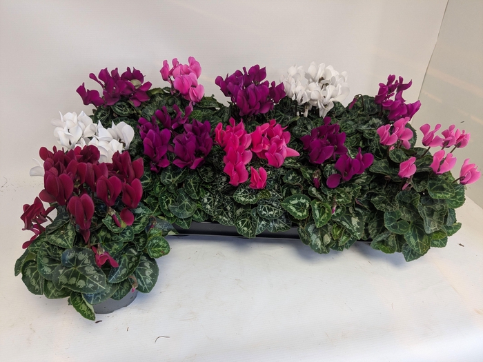 <h4>CYCL KL MACARON</h4>