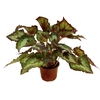 BEGONIA BELEAF P11 PO