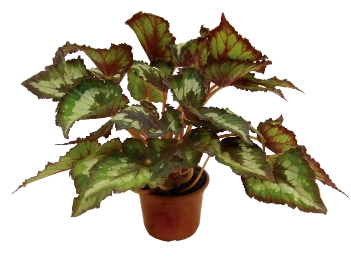 <h4>BEGONIA BELEAF P15 PO</h4>