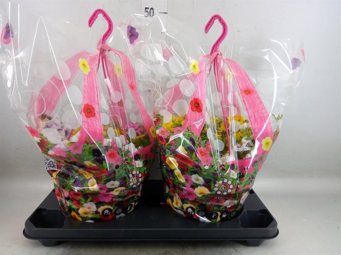 <h4>Calibrachoa  'Trixi Lollipop'</h4>