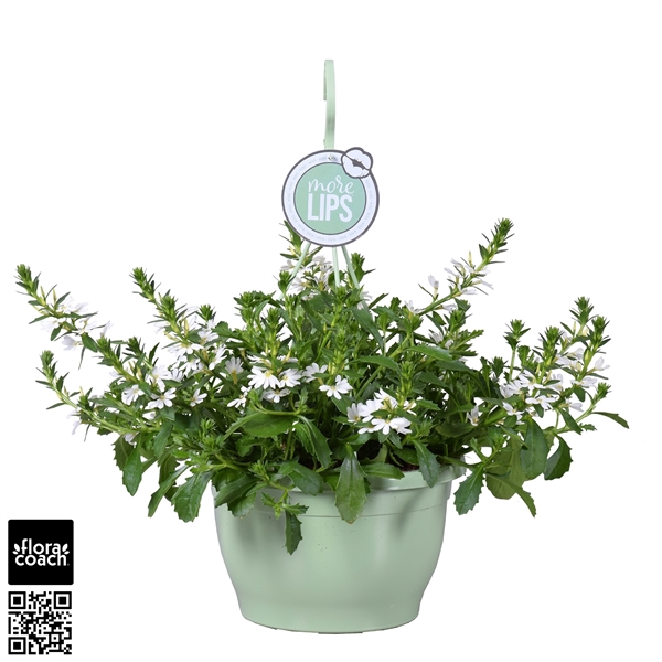 MoreLIPS® Scaevola aemula White Touch