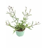 Verbena bonariensis