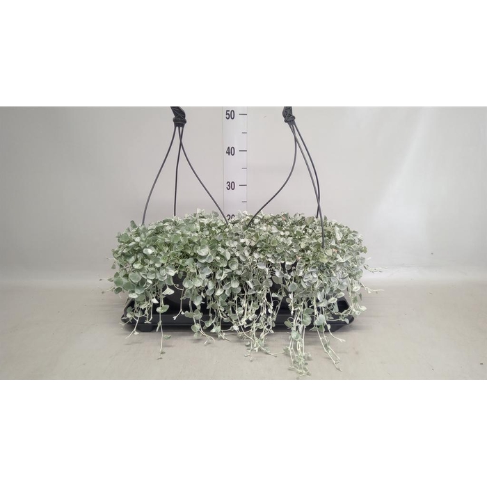 <h4>Dichondra argentea 'Silver Falls'</h4>