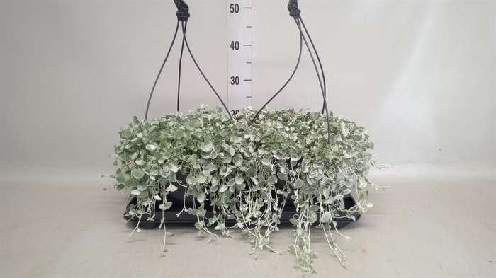 <h4>Dichondra argentea 'Silver Falls'</h4>