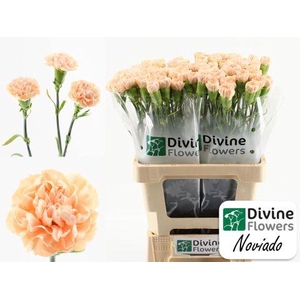 Di St Noviado Divine