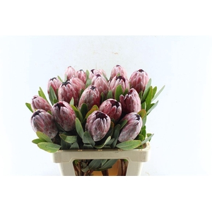 Protea Pink Ice