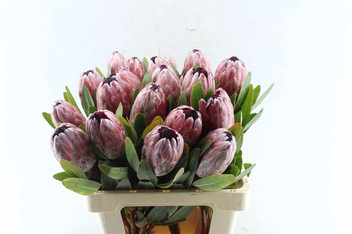 <h4>Protea Pink Ice</h4>
