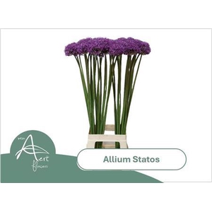 Allium Statos 90cm
