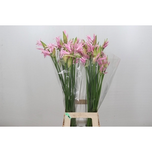 Nerine Berenice