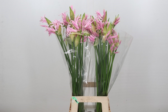 Nerine Berenice