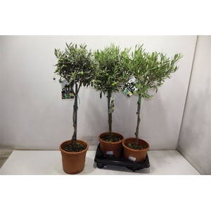 arr8 Olea Europaea