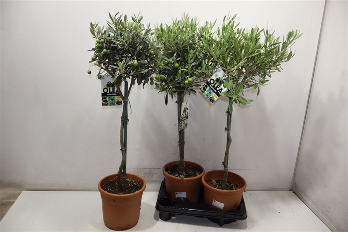 <h4>Olea Europaea</h4>
