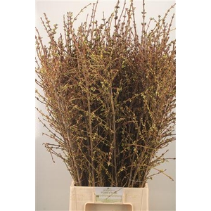 Forsythia I Spectabilis