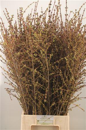 <h4>Forsythia I Spectabilis</h4>