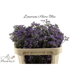 LIM MAINE BLUE
