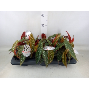 Begonia maculata