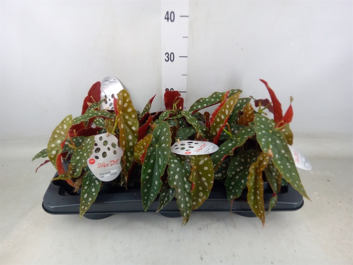 <h4>Begonia maculata</h4>