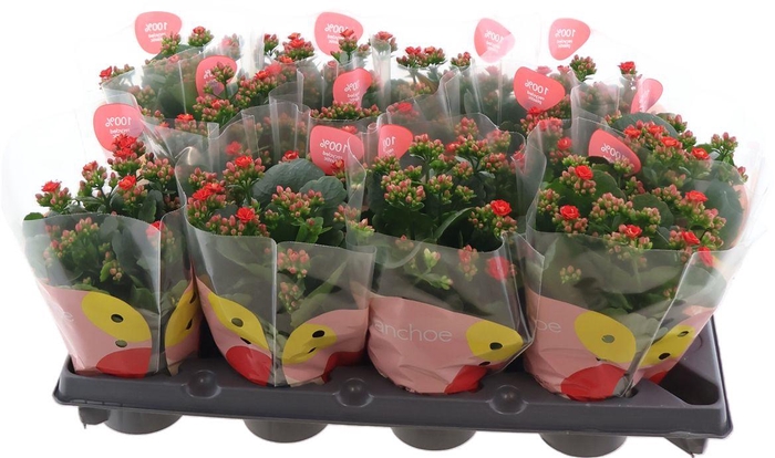 <h4>Kal Ge Rf Noelle</h4>