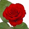 EUCA ROBUSTA JUV