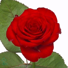 EUCA ROBUSTA JUV