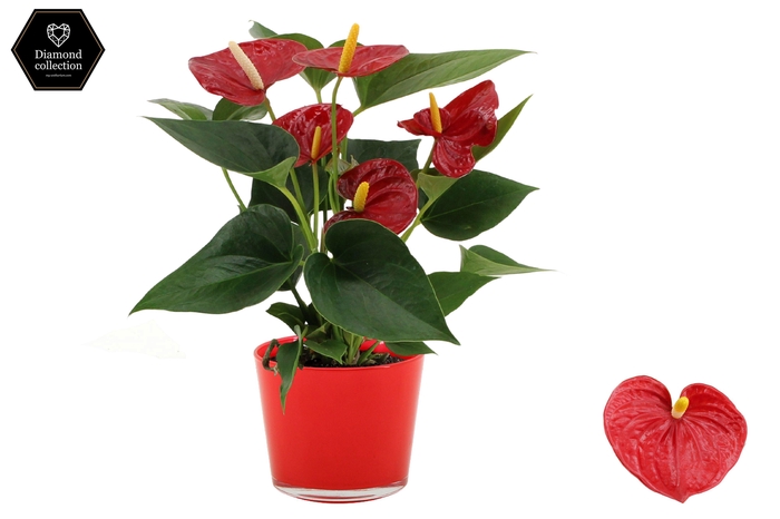 <h4>Anthurium Diamond Red in Joy glass</h4>